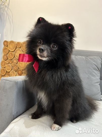 Груминг собак и кошек