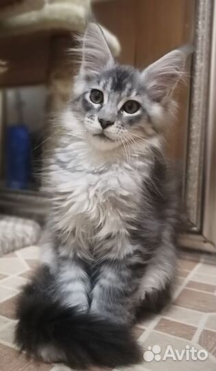Шикарные котята мейн-кун