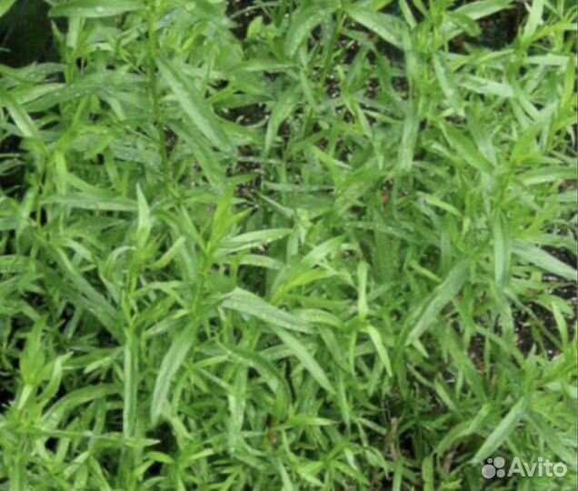 Черенки тархуна