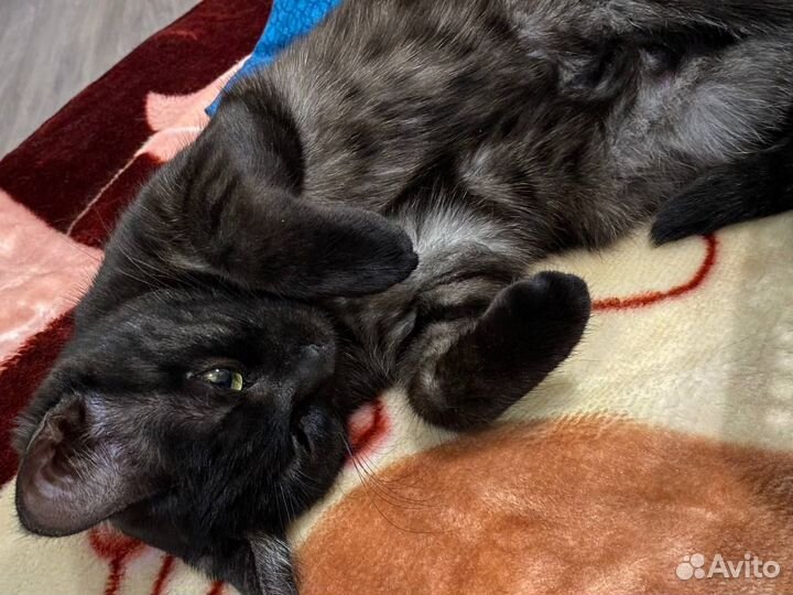 Передержка, выгул животных (няня для животных)