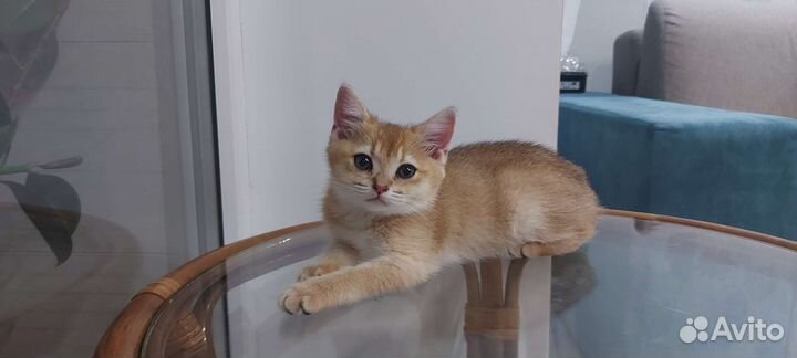 Шотландская золотая шиншилла