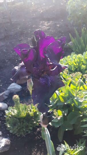 Ирисы бородатые