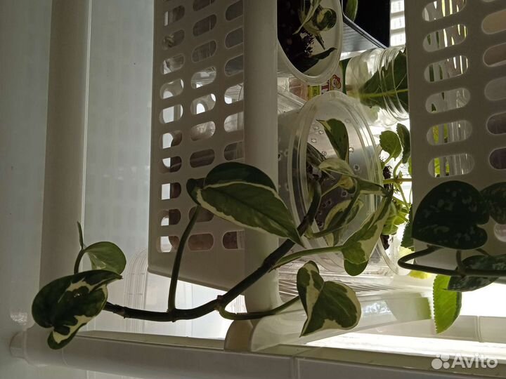 Домашние растения