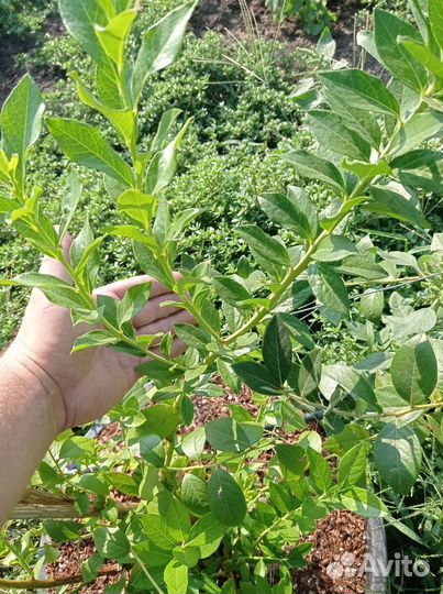 Саженцы голубики