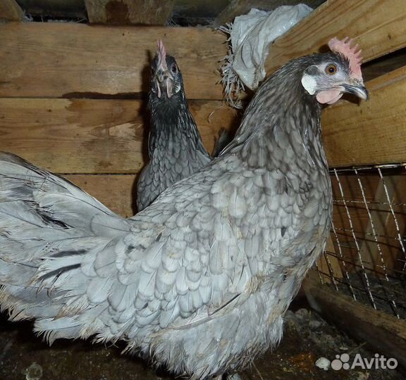 Домашняя птица