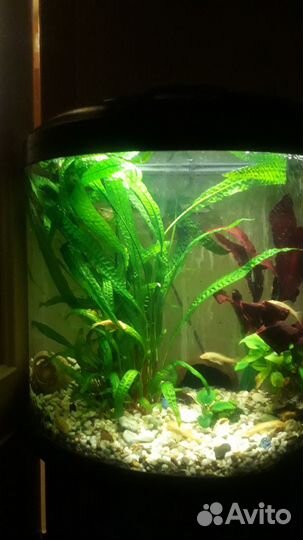 Аквариумные растения прополка