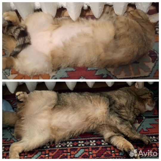 Ветеринарный врач-дерматолог