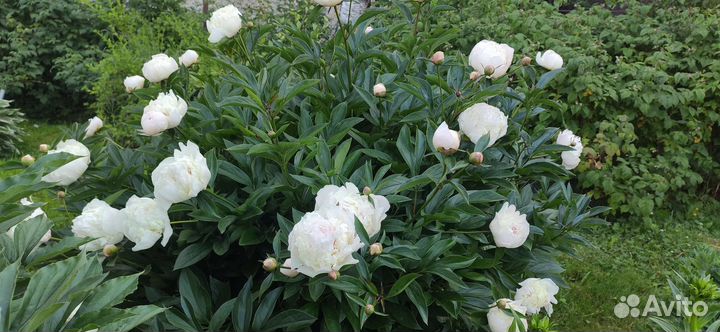 Пион фестива maxima