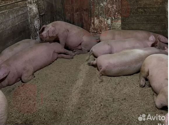 Мясо деревенское,свинина. Убой,доставка завтра