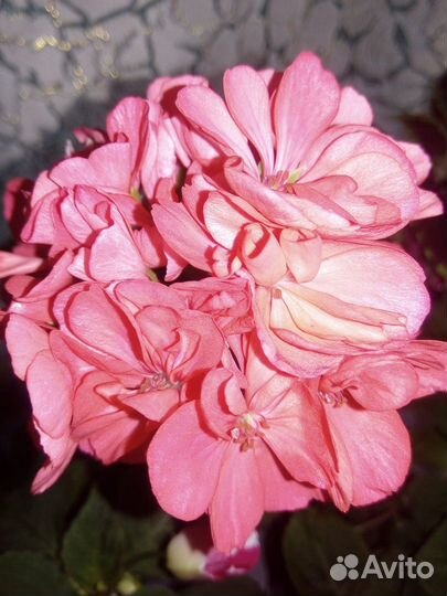 Комнатные цветы