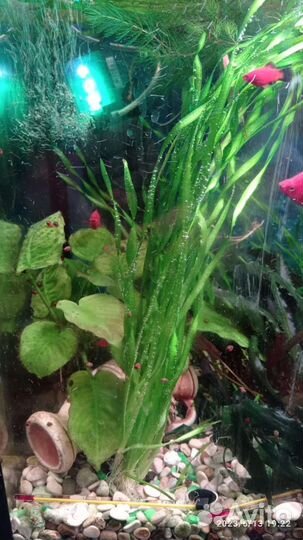 Аквариумные рыбки пецилии и скалярии