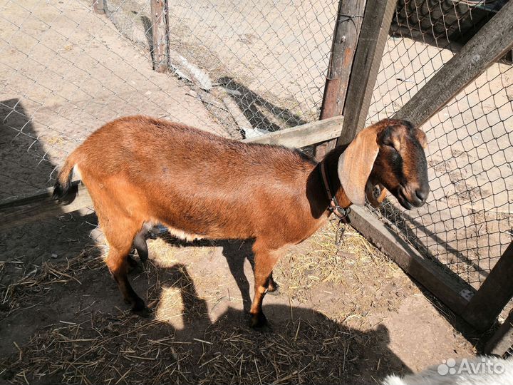 Дойные нубийские козы