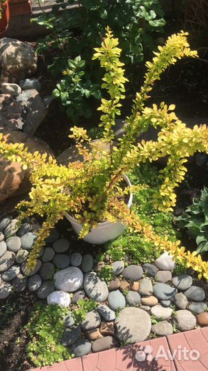 Барбарис желтый