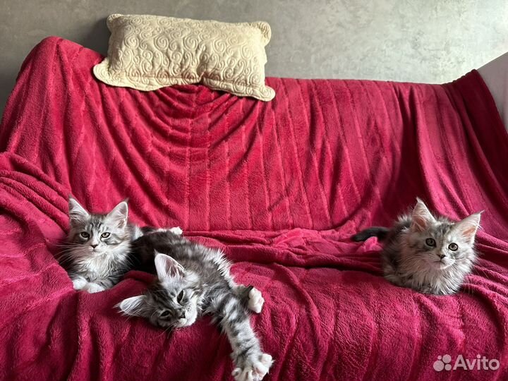 Котята мейн кун