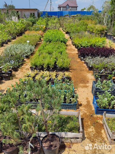 Питомник хвойных растений