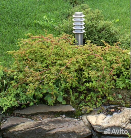 Стефанандра. Растения для сада