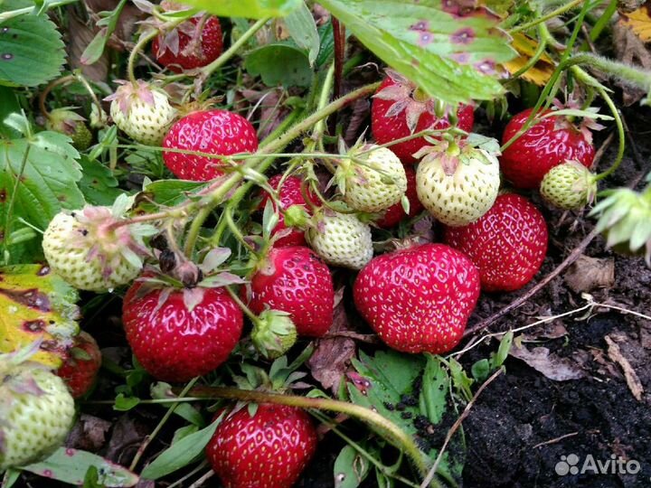 Рассада клубники голландского сорта