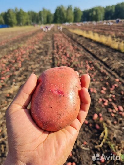 Урожай 2023 Картофель от производителя