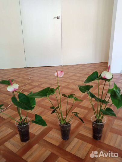 Антуриумы Принцесса Амалия