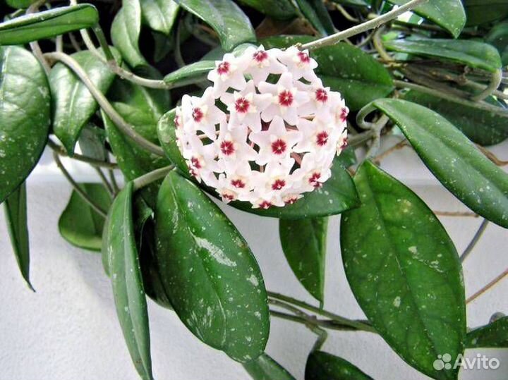 Хойя взрослая