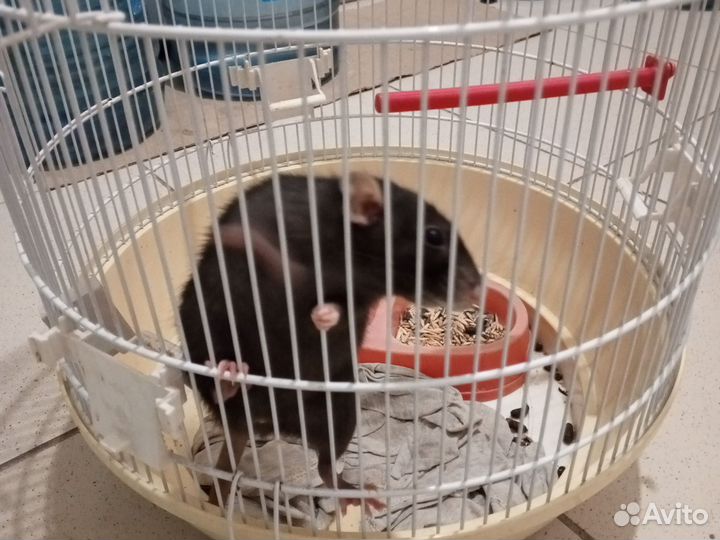 Крыса с клеткой