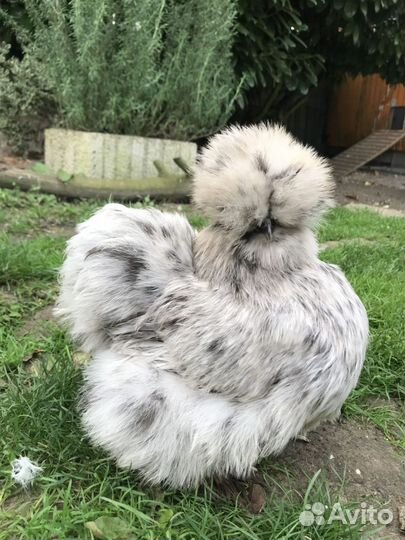 Китайские шелковые куры