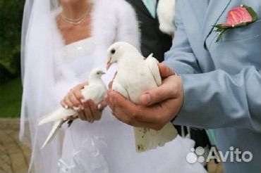 Голуби на свадьбу