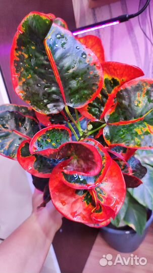 Кротон монгол