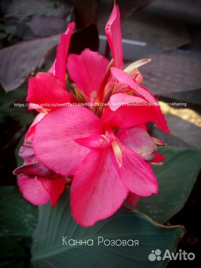 Канны 8 сортов