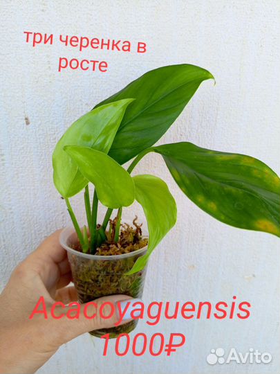Монстера Адансона,подвид Ланиата, Acacoyaguensis