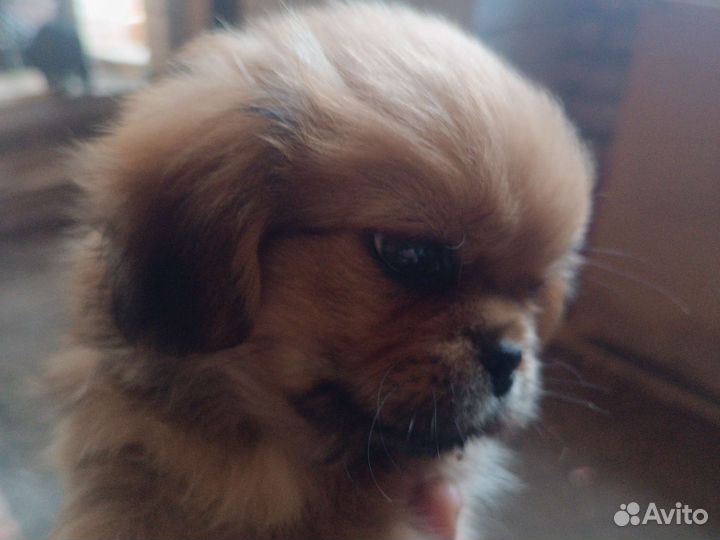 Щенки пекинеса