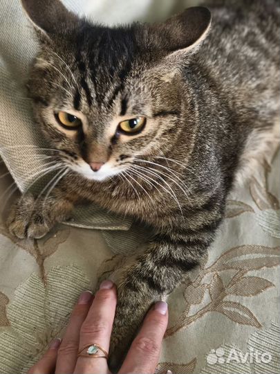 Кошка в дар бесплатно