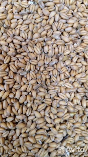 Агрохолдинг