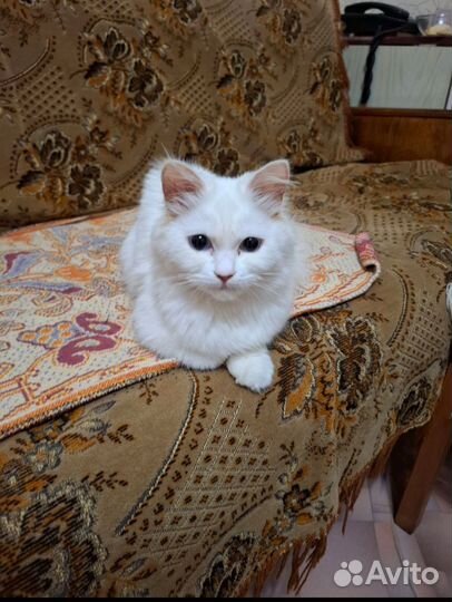 Кошка 4-5 месяцев британец