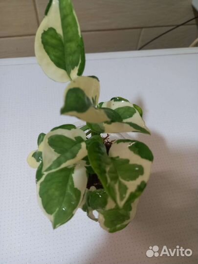 Плющ.медуза.бурлик без вара