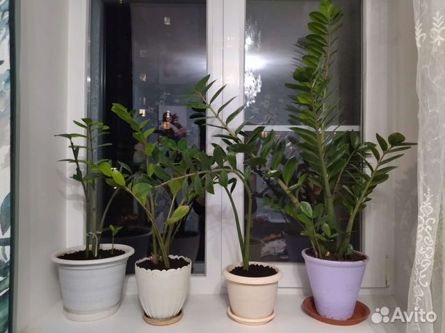 Замиокулькас