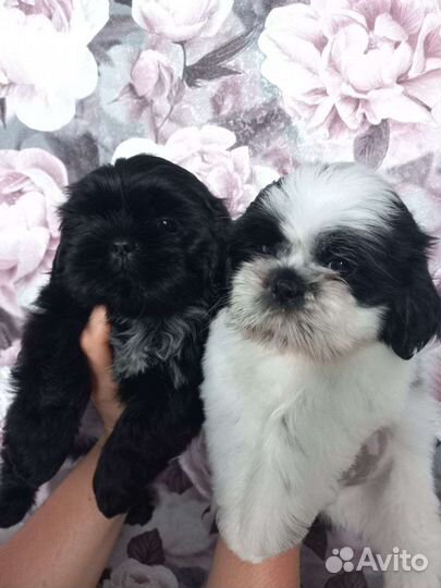 Щенки Ши-тцу