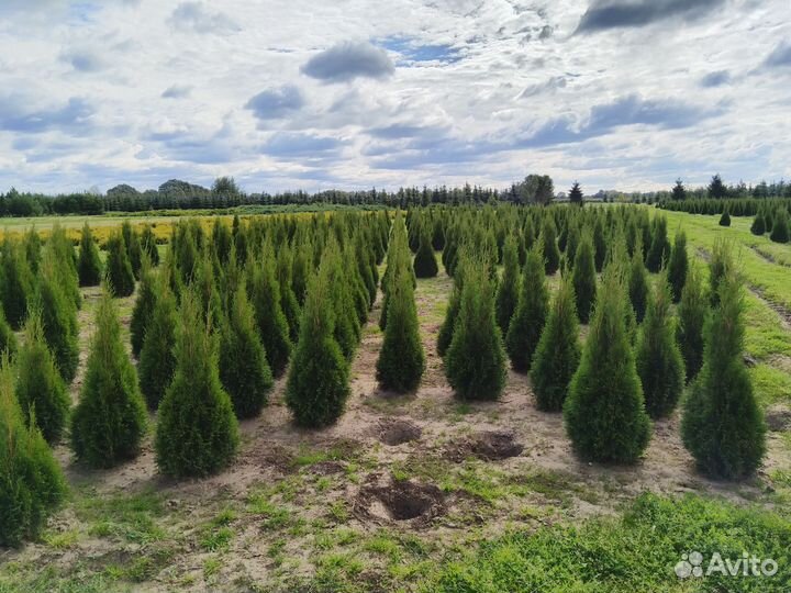 Питомник хвойных, плодовых деревьев и кустарников