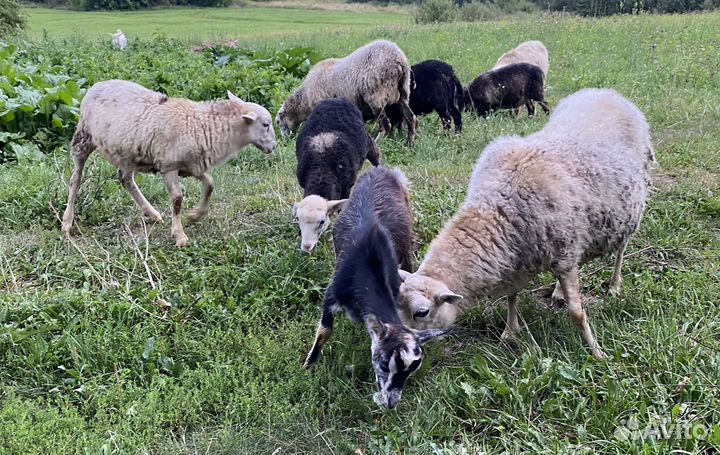 Овцы бараны ягнята