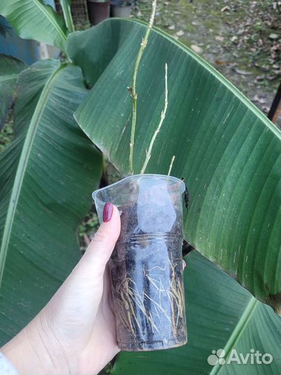 Форзиция саженцы