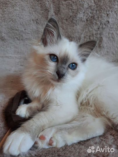 Котенок редкой породы