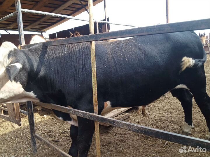 Бычок и телка