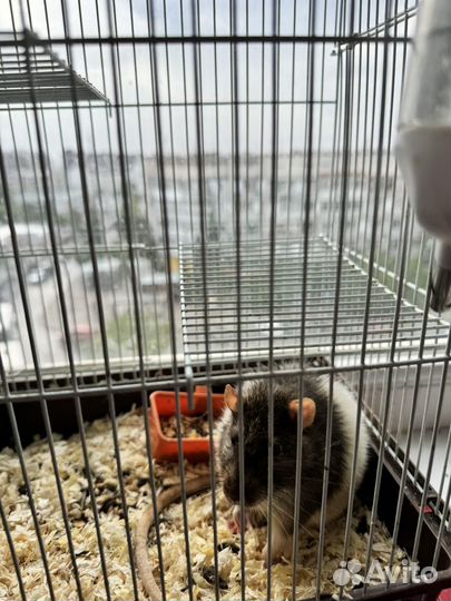 Декоративная крыса с клеткой