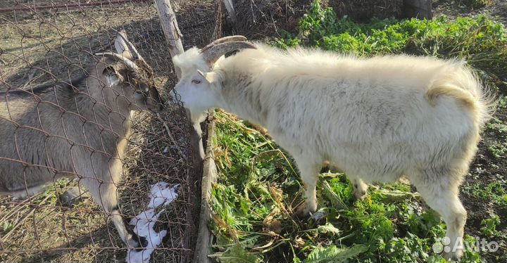 Козел зааненский