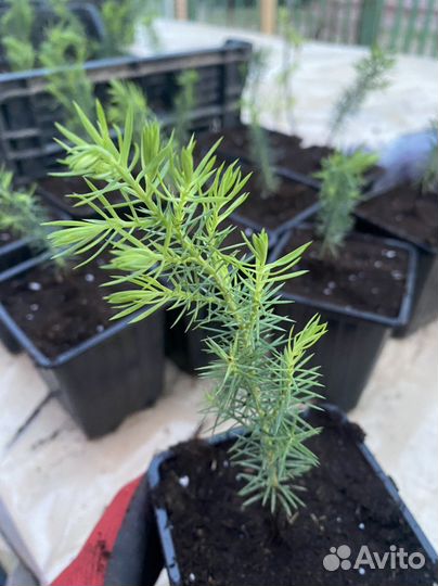 Саженцы можжевельника виргинского