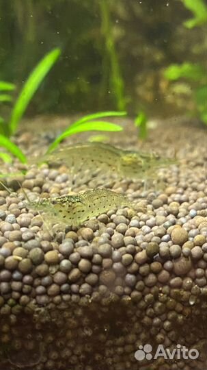 Аквариумные Креветки амано