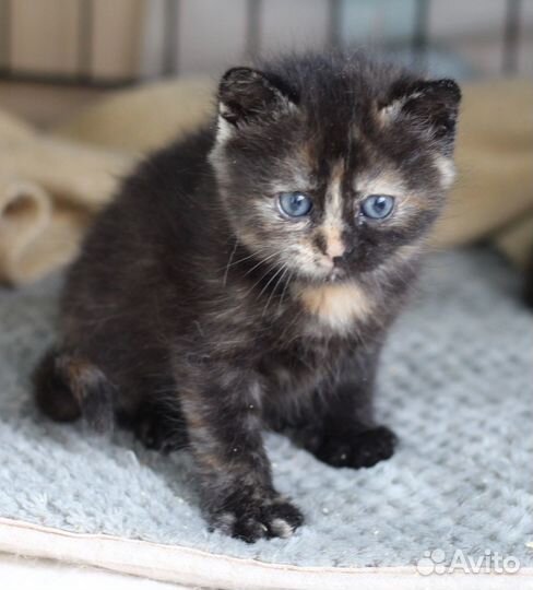 Кошка Чебурашка котенок