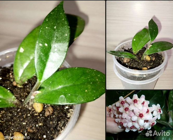 Комнатные растения и цветы - подборка 1