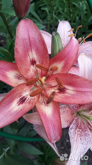 Лилии сортовые