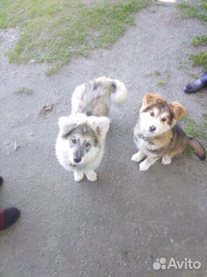 2 щенка ищут дом и добрые руки